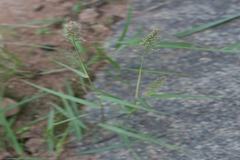 Eragrostis viscosa